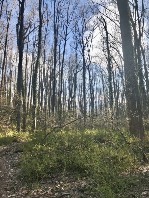 Blue skies in the woods.