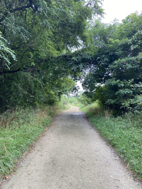 trail in the woods.