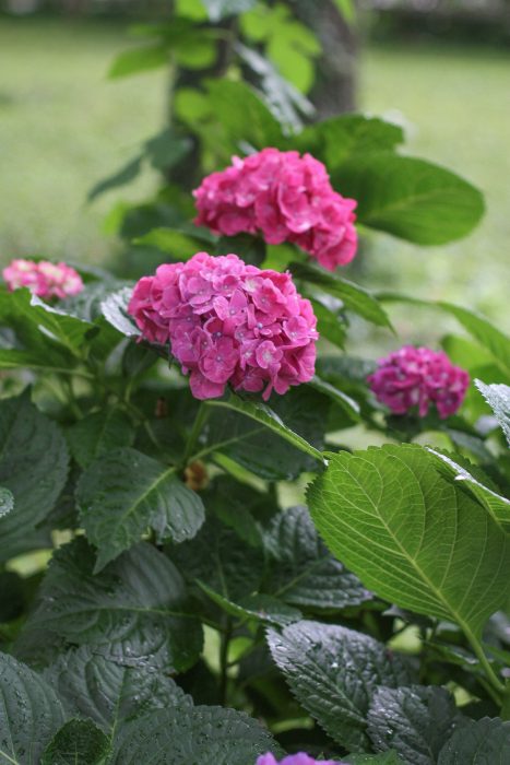 pink hydrangea bloom